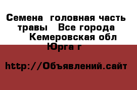 Семена (головная часть))) травы - Все города  »    . Кемеровская обл.,Юрга г.